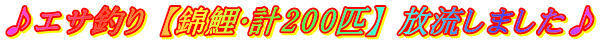 ♪エサ釣り 【錦鯉・計200匹】 放流しました♪