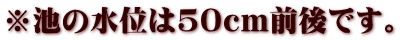 ※池の水位は50cm前後です。