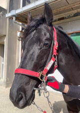 地方競馬共有馬主クラブ ビッグダディオーナーズクラブ 「フーラリ」
