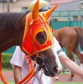 地方競馬共有馬主クラブ ビッグダディオーナーズクラブ 「トサノナデシコ」