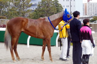 地方競馬共有馬主クラブ ビッグダディオーナーズクラブ 「クルールドソレイユ」の優勝写真