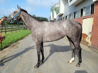 地方競馬共有馬主クラブ ビッグダディオーナーズクラブ 「ナイフレスト」