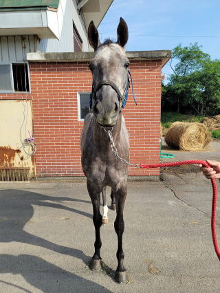地方競馬共有馬主クラブ ビッグダディオーナーズクラブ 「ナイフレスト」