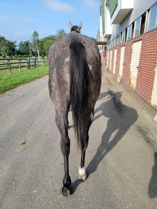 地方競馬共有馬主クラブ ビッグダディオーナーズクラブ 「ナイフレスト」