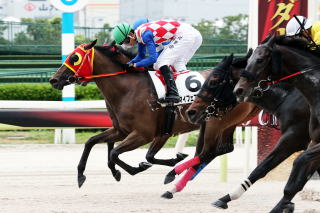 地方競馬共有馬主クラブ ビッグダディオーナーズクラブ 「マイフェアレディ」