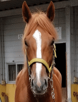 地方競馬共有馬主クラブ ビッグダディオーナーズクラブ 「メイショウトマリギ」