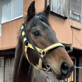 地方競馬共有馬主クラブ ビッグダディオーナーズクラブ 「ハタノラトゥール」