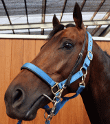 地方競馬共有馬主クラブ ビッグダディーオーナーズクラブ 「エヴィエニス」