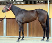 地方競馬共有馬主クラブ ビッグダディオーナーズクラブ 「イッツユー」