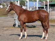 地方競馬共有馬主クラブ ビッグダディオーナーズクラブ 「モンタナウインド24」