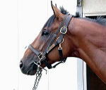 地方競馬共有馬主クラブ ビッグダディオーナーズクラブ 「ルミナスコマンダー」