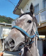 地方競馬共有馬主クラブ ビッグダディオーナーズクラブ 「スティールマドンナ」