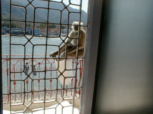 monkey_004
