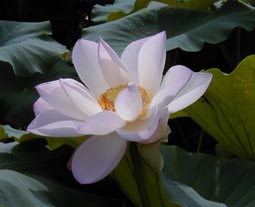 Lotus