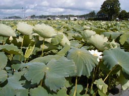 Lotus field