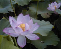 Ancient lotus