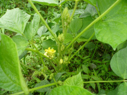 大納言小豆の花