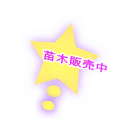 苗木販売中
