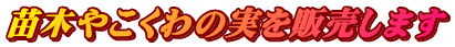 苗木やこくわの実を販売します