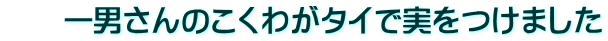 　　一男さんのこくわがタイで実をつけました