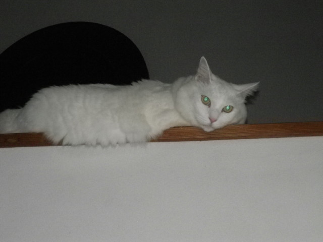 img0000.jpg
