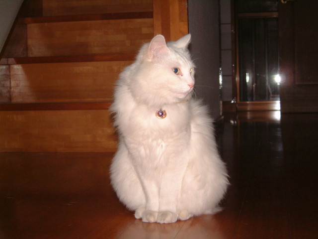 img0001.jpg