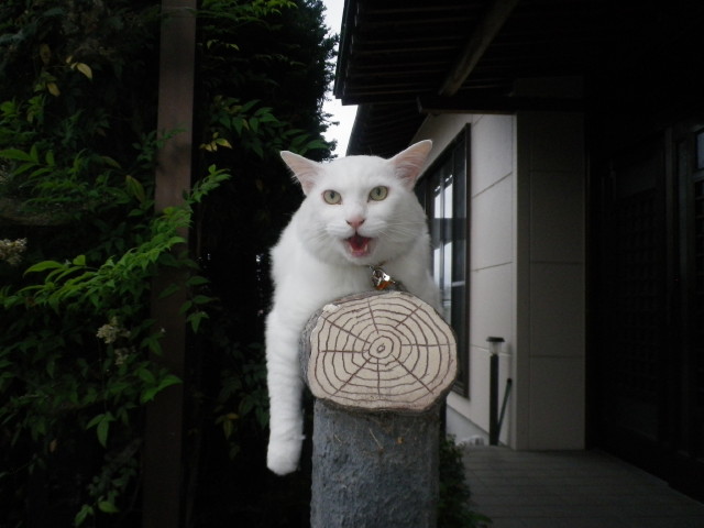 img0012.jpg