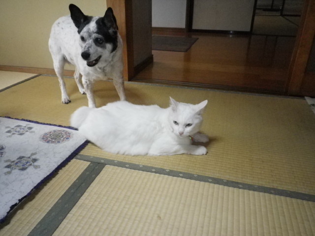 img0017.jpg