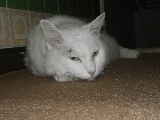 img0018.jpg