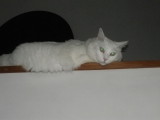 img0000.jpg