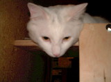 img0004.jpg
