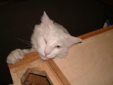 img0005.jpg