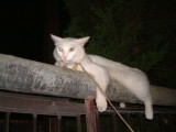 img0009.jpg