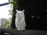 img0010.jpg