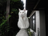 img0011.jpg