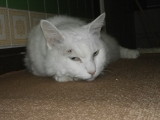 img0018.jpg