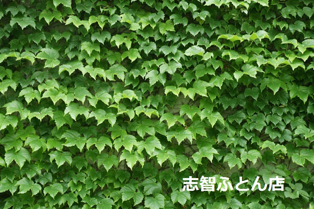 志智1