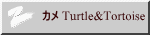 カメ Turtle&Tortoise