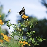 オレンジの花にとまった揚羽蝶