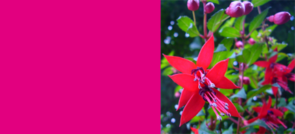 magenta-fuchsia