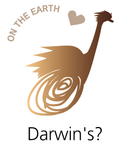 natu-darwin's rhea