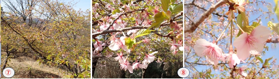 2026.03.22amagoiyama3