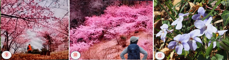 2026.03.22amagoiyama4