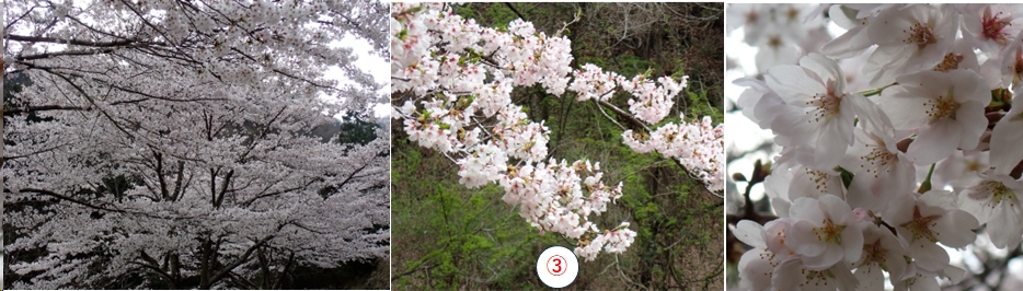 2026.03.29tairayama2