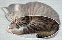 猫写真